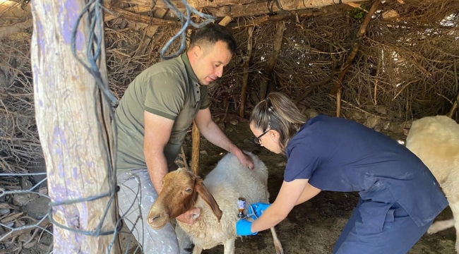 Afyonkarahisar’da Şap Alarmı: İl Tarım Müdürlüğü Aşılama Seferberliği Başlattı