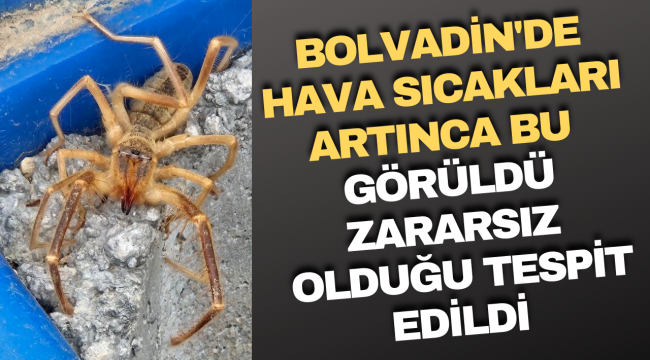 Bolvadin&#039;de Sıcaklıklar Artınca Görüldü!