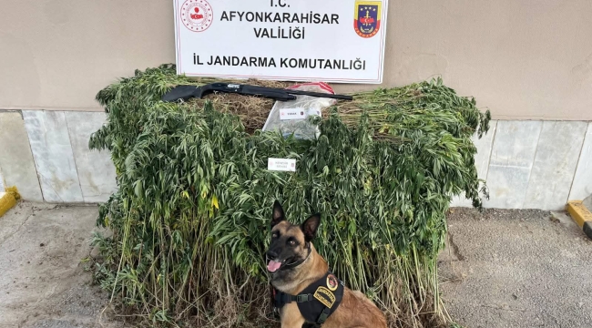 Sultandağı İlçesinde Kenevir Ekerken Yakalandılar