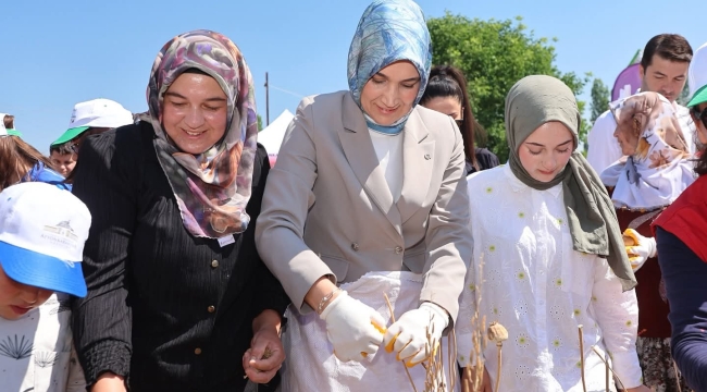 Vali Yiğitbaşı Bizzat Haşhaş Hasadına Katıldı