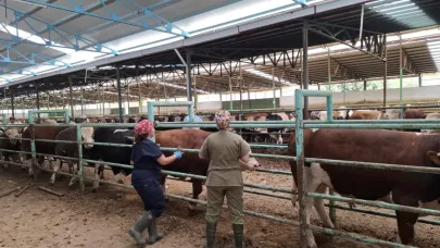Afyonkarahisar'da Şap Hastalığı Tarih Oluyor! Aşılama Sürüyor