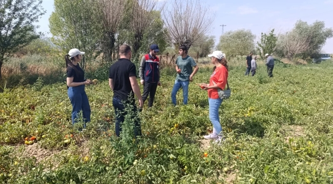 Afyonkarahisar'da Domates Biber Hastalığına Böyle Neşter