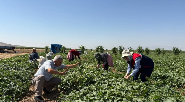 Kornişon Salatalığıymış! Afyonkarahisar’da Topluyorlar