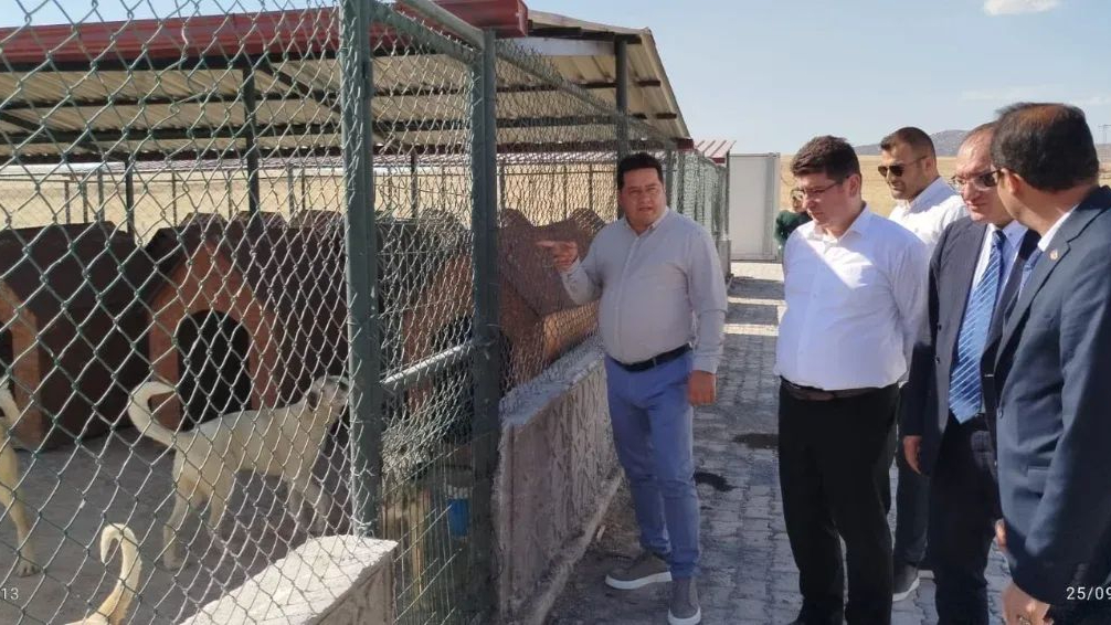 Bolvadin&#039;de Başıboş Köpekleri Topladılar Sonra Gidip İncelediler
