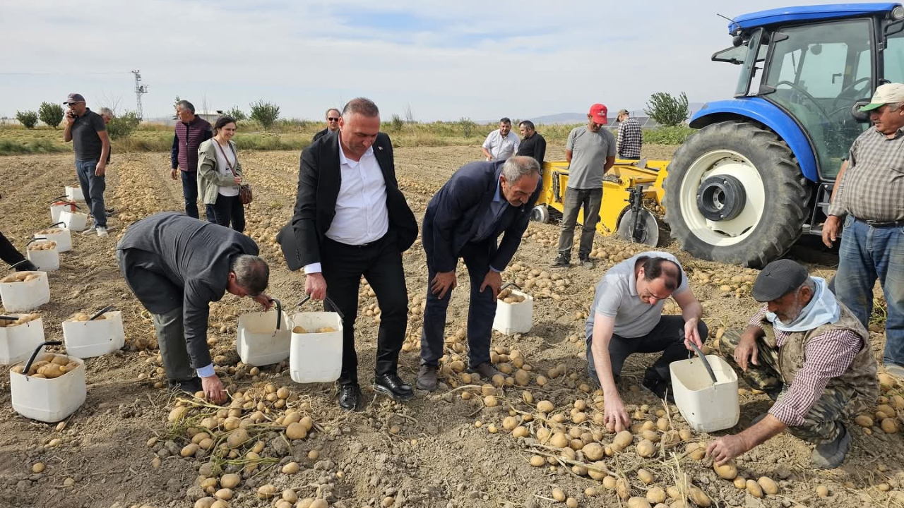 Çay&#039;da Dekar Başına 4 Ton Patates! Hasat Başladı