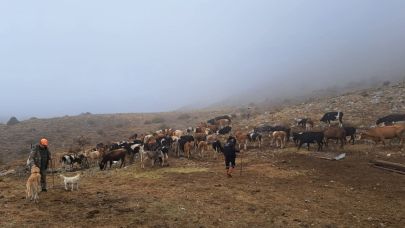 Çaylı Besiciler Gökoluk Yaylası’ndan Dönüyor