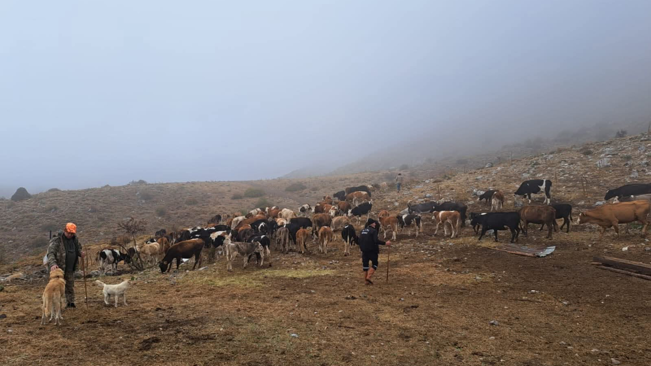 Çaylı Besiciler Gökoluk Yaylası’ndan Dönüyor