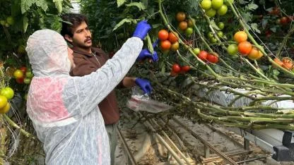 Afyonkarahisar’da Domateslerde Virüs Taraması Başlatıldı