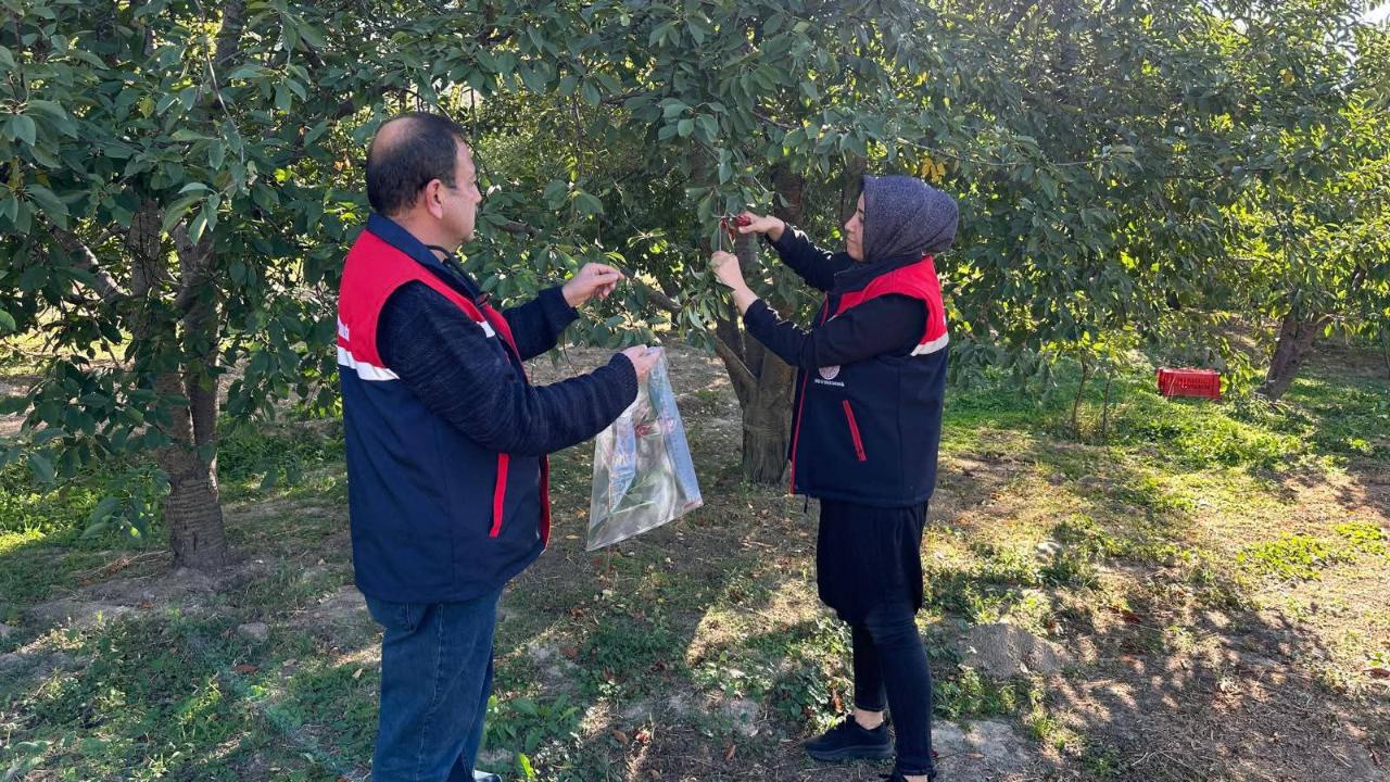 Afyonkarahisar’da Kiraz ve Vişne Bahçelerinde Hastalık Taraması