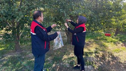 Afyonkarahisar’da Kiraz ve Vişne Bahçelerinde Hastalık Taraması