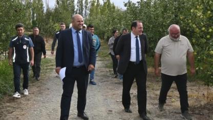 Çay’da Elma Hasadı Kaymakam Türker'in Katılımıyla Başladı
