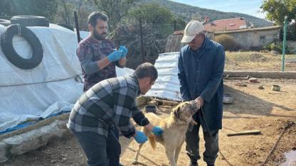 Çay’da Hayvan Sahiplendirme Çalışmaları Sürüyor