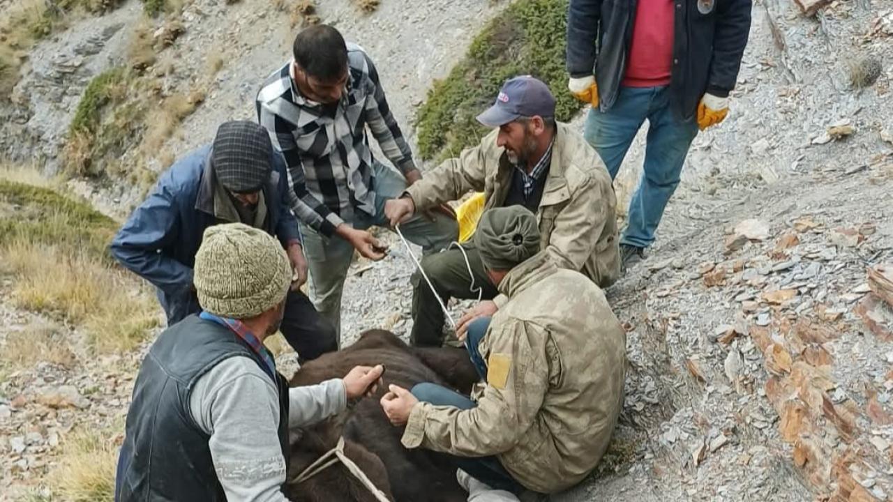 Çay İlçesinde Dağda Mahsur Kalan Hayvan Kurtarıldı