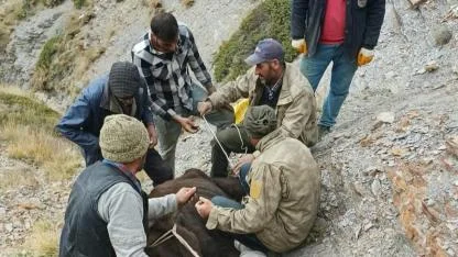 Çay İlçesinde Dağda Mahsur Kalan Hayvan Kurtarıldı