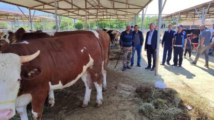 Çay’da Hayvan Pazarı Bugün Yeniden Açılıyor