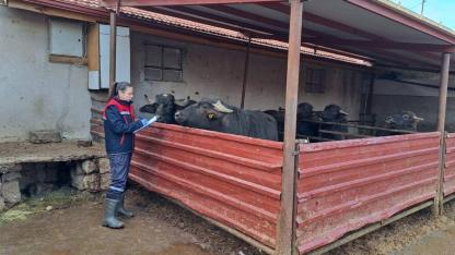 Afyonkarahisar’da Anadolu Mandası İçin Koruma ve Islah Çalışmaları Sürüyor