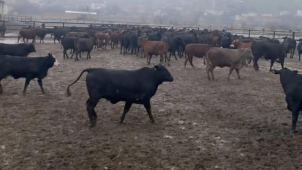 Afyonkarahisar’da İl Tarım Dur Durak Bilmiyor