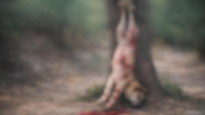 Bolvadin Dişli Kasabasında Ayaklarından Asılmış Halde Bulundu