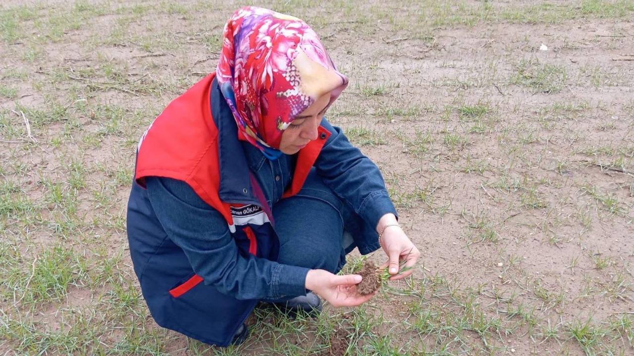 Afyonkarahisar’da Bu Böcek Tarım İl Müdürlüğü’nü Resmen Ayağa Kaldırdı