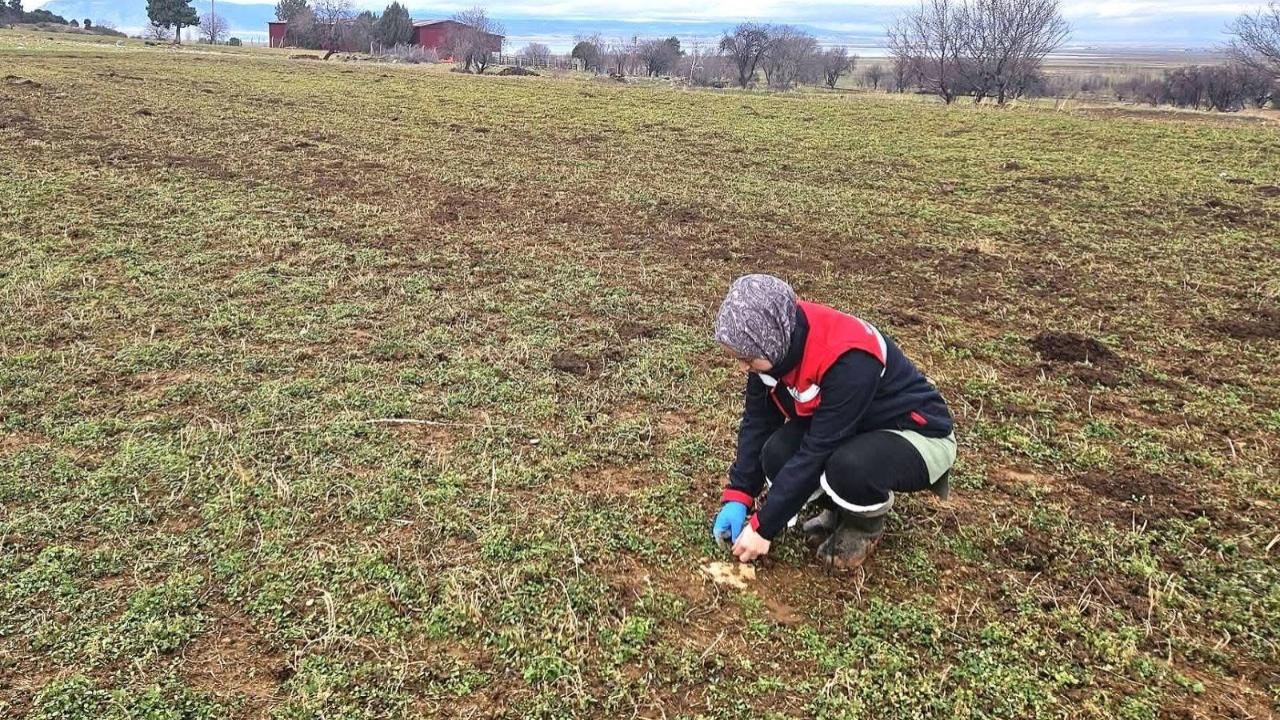 Afyonkarahisar’da Hububat Ve Haşhaşta Fenolojik Gözlem Çalışmaları Sürüyor