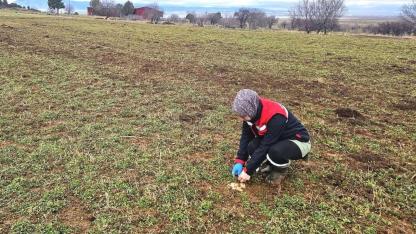 Afyonkarahisar’da Hububat Ve Haşhaşta Fenolojik Gözlem Çalışmaları Sürüyor