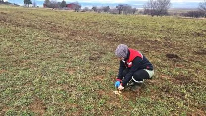 Afyonkarahisar’da Hububat Ve Haşhaşta Fenolojik Gözlem Çalışmaları Sürüyor