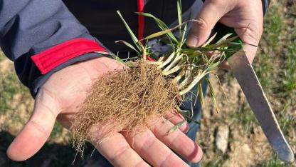 Bolvadin Tarımında Hastalığa Geçit Vermiyorlar