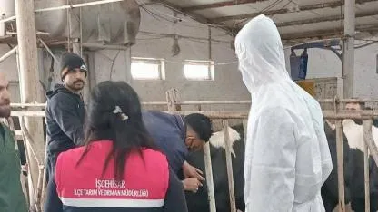 Afyonkarahisar’da Hastalıktan Ari İşletme Çalışmaları Sürüyor