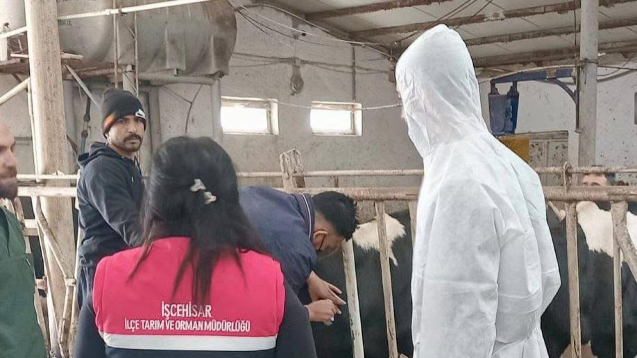 Afyonkarahisar’da Hastalıktan Ari İşletme Çalışmaları Sürüyor