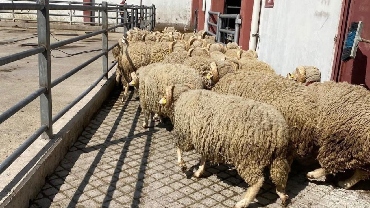 AKÜ’den Afyonkarahisar Hayvancılığına Genetik Destek: 30 Baş Damızlık Ramlıç Koçu Üreticilere Teslim Edildi