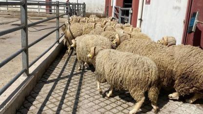 AKÜ’den Afyonkarahisar Hayvancılığına Genetik Destek: 30 Baş Damızlık Ramlıç Koçu Üreticilere Teslim Edildi