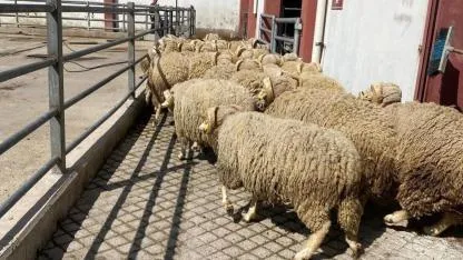 AKÜ’den Afyonkarahisar Hayvancılığına Genetik Destek: 30 Baş Damızlık Ramlıç Koçu Üreticilere Teslim Edildi