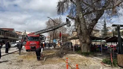 Bolvadin’de Asırlık Çınar Budama Bakım İşlemleri Başladı